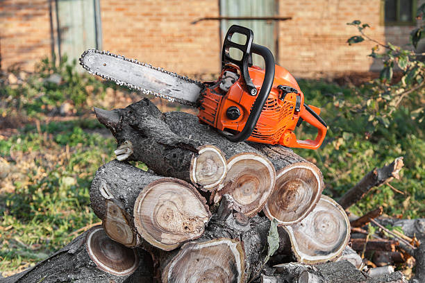 Dead Tree Removal in East Helena, MT